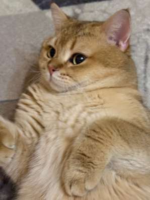 Одам кота в хорошие руки