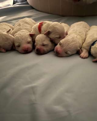 Bichon frise puppies