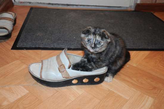 Шотландские котята