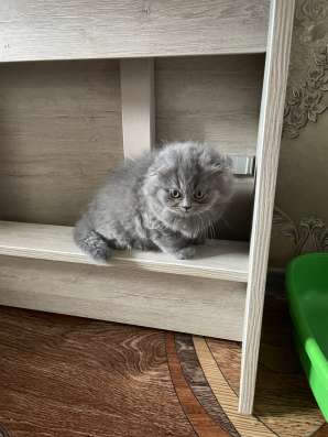 Вислоухие котята скотиш фолд