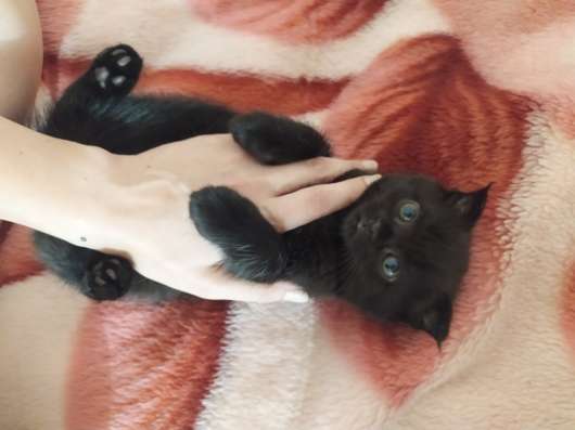 Шотландский вислоухий котик