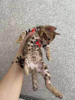 Бенгальские котята
