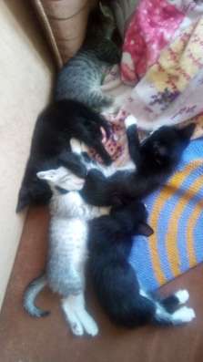 Отдаем котят
