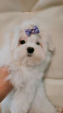 Мини Мальиезе Information_puppylove в Москве фото 6