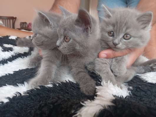 Британские котята