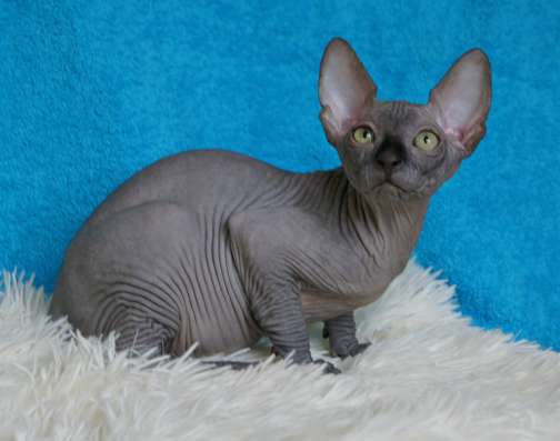 Сanadian Sphynx в Ростове-на-Дону фото 3