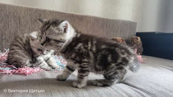 Шотландские котята фото 6