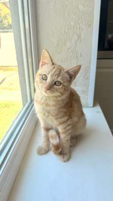 Котеночек ищет себе новый дом