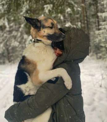 Выгул собак