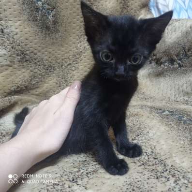 Отдам котенка в добрые руки фото 4