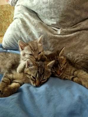 Отдам котят бесплатно