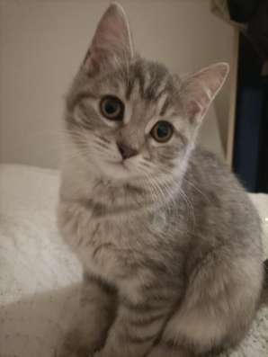 Котенку 2 месяца лорд фото 3