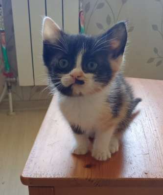 Котята в добрые руки, даром
