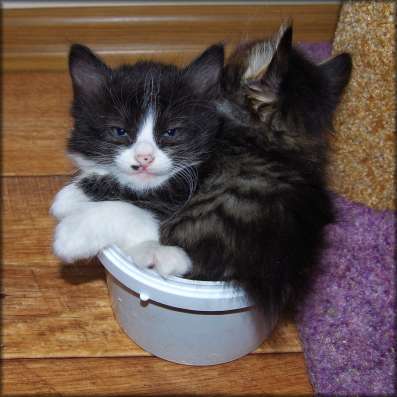 Котёнок-мальчик, 1.4 месяца