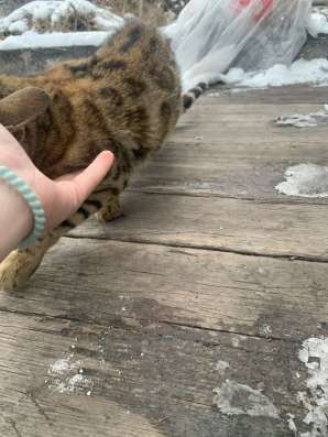 Отдам кота в хорошие в Киселевске фото 7