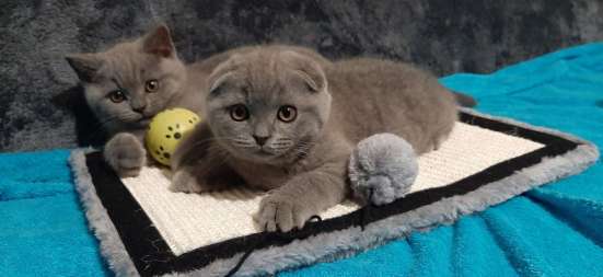 BKH Scottish Fold kitten фото 3