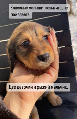 Отдам в добрые руки