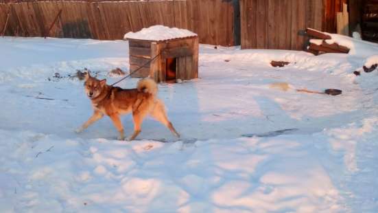 Продам щенков восточно-сибирской лайки