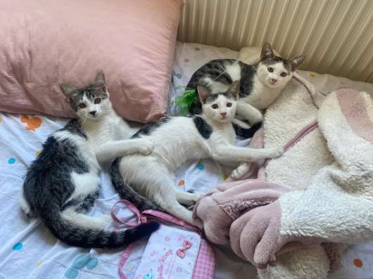 Котята в добрейшие руки! ❤️ фото 3