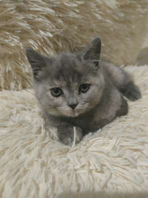 Котята шотландские в Краснодаре фото 7