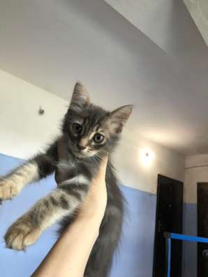 Котенок