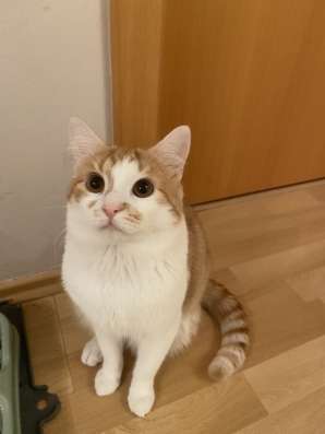 Срочно ищем новый дом для котика