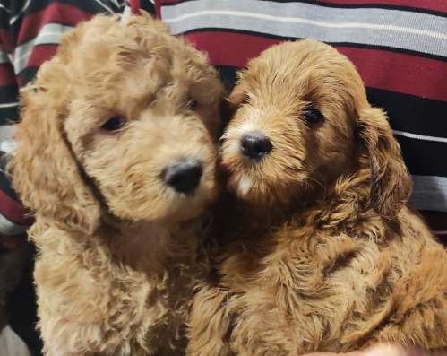 Australian Labradoodle puppies