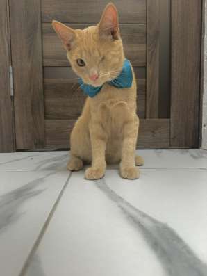 Котята в добрые руки фото 8