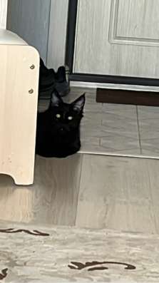 Кот Меинкун 3.5 месяца