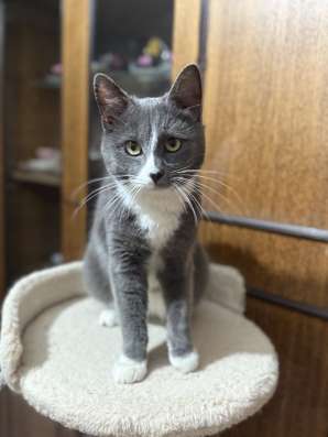 Котик Семик ищет дом в Обнинске