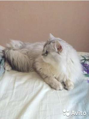 Вязка с шикарным британцем серебристого в Первоуральске фото 14