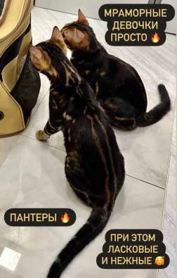 Продаются бенгальские котята в Москве фото 4