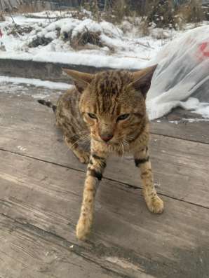 Отдам кота в хорошие в Киселевске фото 3