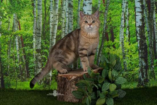 Британский мраморный котик