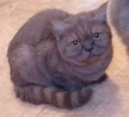Шотландские котята в Воронеже