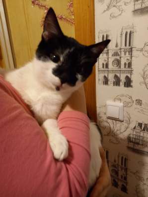 Отдам котят в добрые руки в Симферополе