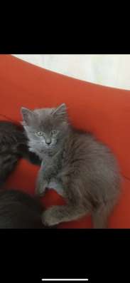 КОТЯТА В ДОБРЫЕ РУКИ в Нижнем Новгороде фото 6