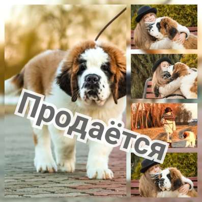 Щенок сенбернара длинношерстного