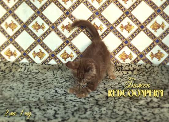Котёнок менй кун красный солид. Шоу класс в Перми фото 14