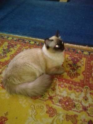 Котята Бирмы в Новокузнецке