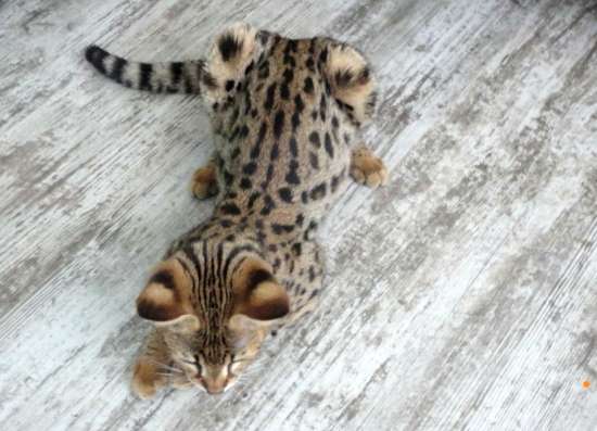 Savannah F1, Savanna, Саванна Ф1 в Москве