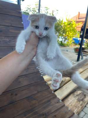 Котята ищут дом в Краснодаре