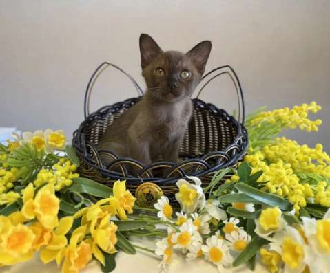Котята Европейской Бурмы