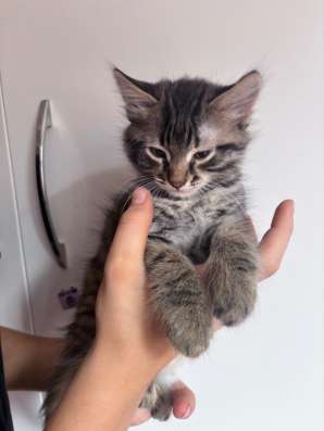 Котенок мальчик 2 месяца в добрые руки в Москве фото 4