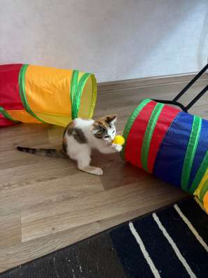 Трехцветное счастье в дом