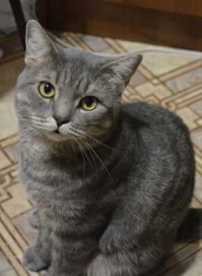 Шотландский кот