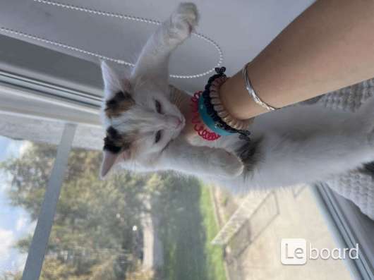 котенок не продаётся в Верхней Пышмы