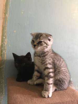 Шотландские котята в Волгограде фото 7