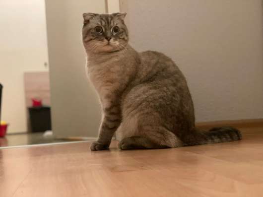 Продаю Британского кота