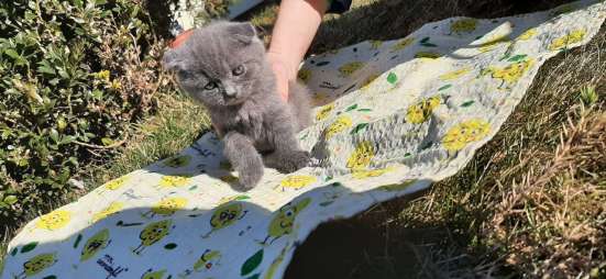 Скоттиш страйт и Скоттиш фолд фото 3